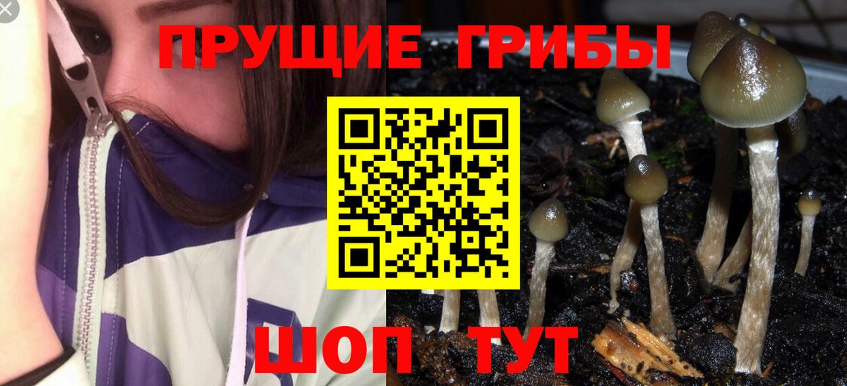 Псилоцибиновые грибы Psilocybine cubensis  Вход с VPN  Сергиев Посад 